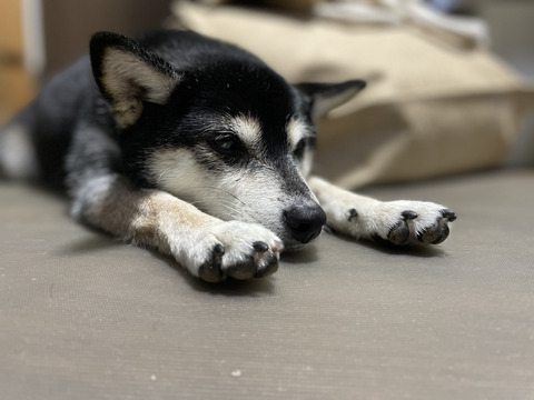 2563B639-7518-4D93-AD41-F58411E37098_1_105_c