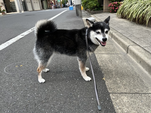 三社祭最終日のアラビアータとスシロー