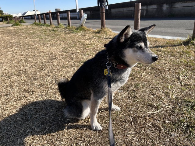 冬晴れのトーストランチと鮭ホイル焼き