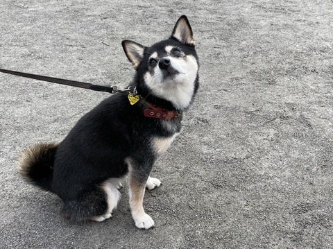 15D2D811-B2C2-4C1A-BC09-037F330E7538