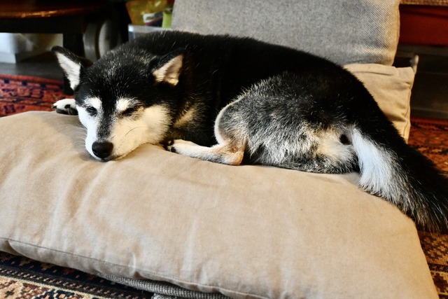 自宅療養五日目の鮭納豆ランチとザーサイ炒め