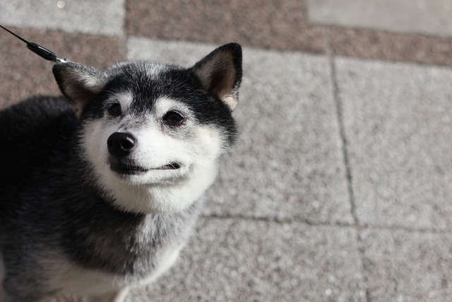 3554BAFA-D1D2-4776-A776-228BC36F19F4_1_105_c