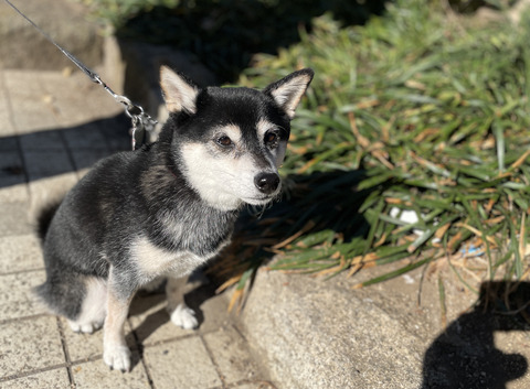 242FC258-17C3-420C-BA10-D347347E6779_1_201_a