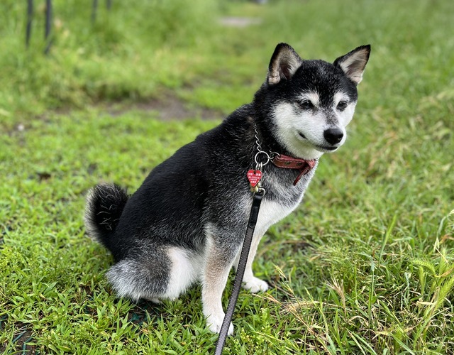 盛夏の冷麦ランチとデイヴィッド・ホックニー展