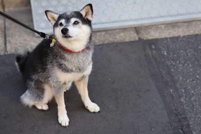 D4B1B719-6E0E-4BD9-AE3A-2B423D579056_1_105_c