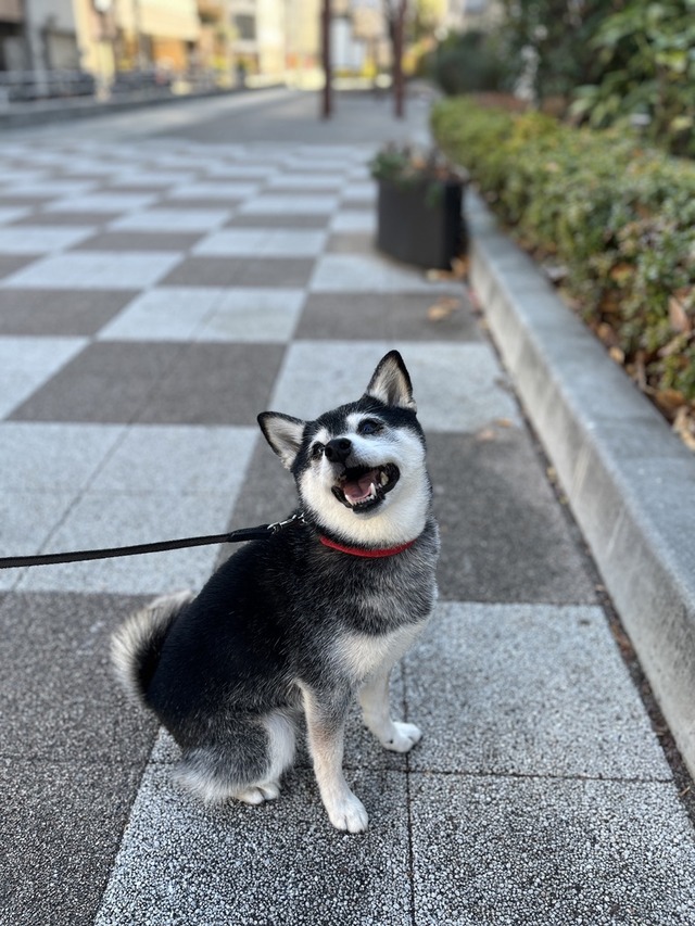 クリスマスイブイブのボロネーゼと絶品マルゲリータ