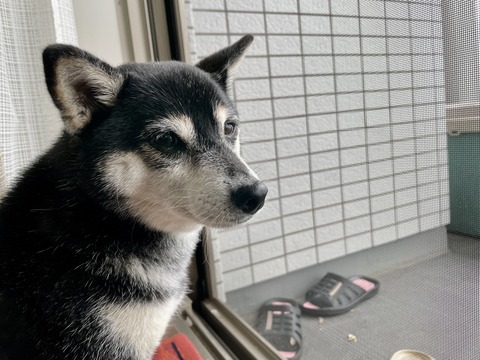 雨の富士そばランチとささやかな来客の誕生会