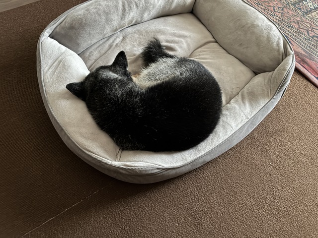 立冬明けのハムエッグランチとブロッコリーチキン