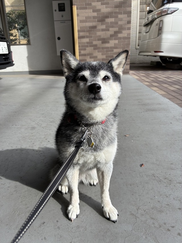 三連休中日のはまぐり塩ラーメンとクリームシチュー