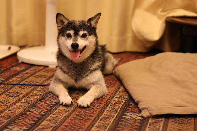 連日猛暑のコロッケうどんとミニ牛丼