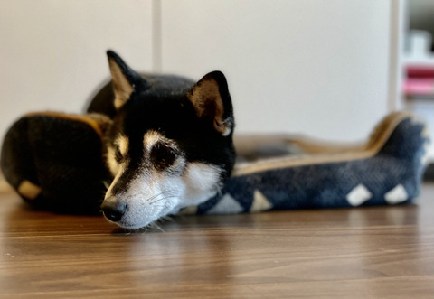 68FCF08A-C6EF-4047-9151-565295B6D0D2_1_105_c