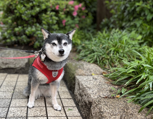 真夏日のカレーライスとサンクチュアリ
