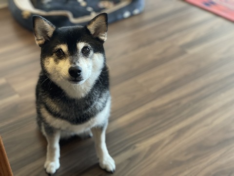 連雨の焼きそばランチと手作りチキンカツ