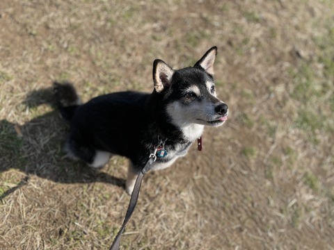 天皇誕生日の三定弁当とキセルライブ