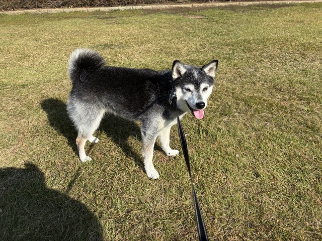 立冬の鶏ささみ野菜炒めとかぼちゃポーク
