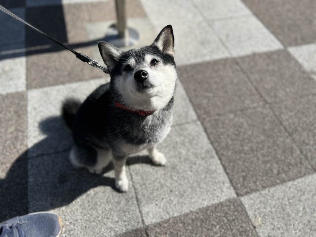 如月大詰めの納豆ランチとやよい軒