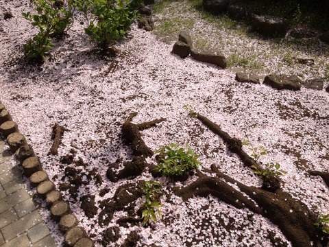 隅田川桜見物とマラサダドーナツ