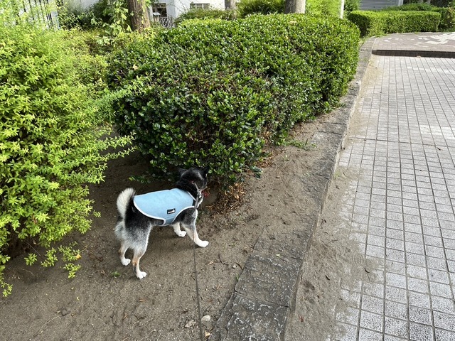 53D73617-A349-4E61-A46B-5FD121C66958_1_105_c