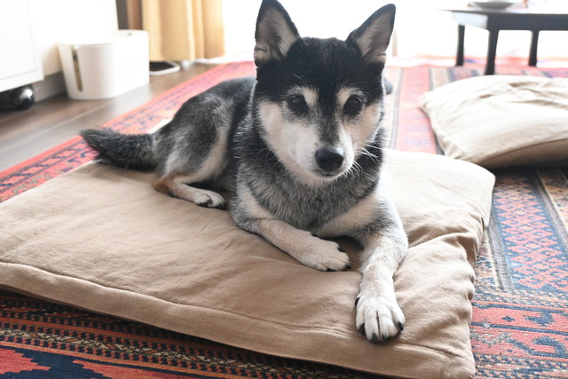 冬時雨の生姜焼きランチと一人スシロー
