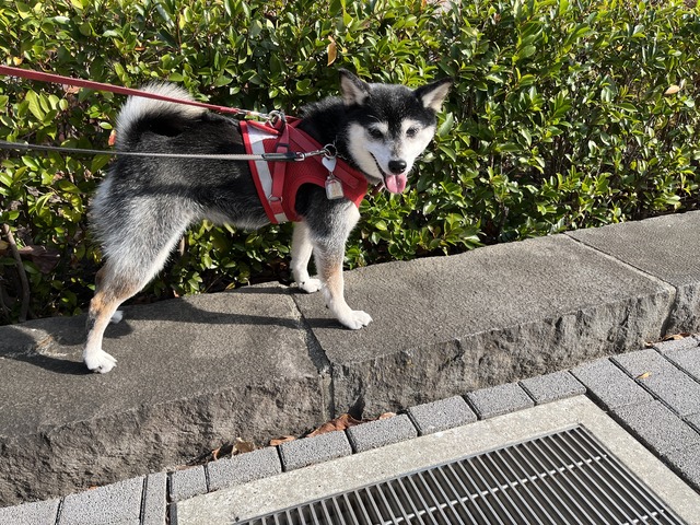 休日のダイジローランチと国宝展