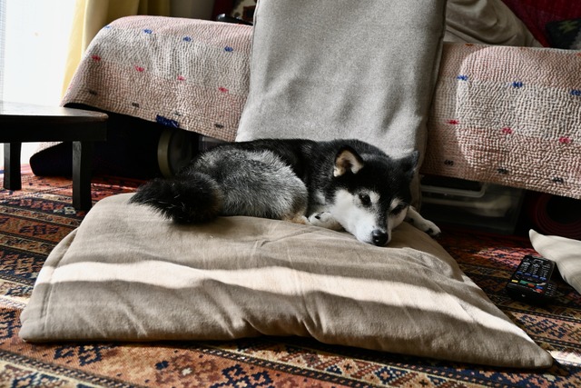 熱波のシウマイランチとチキンナス