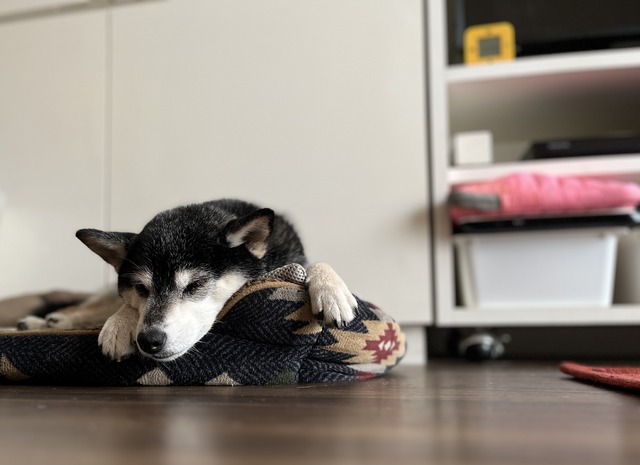 DADA44A2-A46B-4767-9465-5FBB24114E34_1_201_a