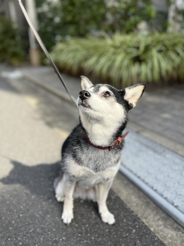 年の瀬のおにぎりハムサンドと根菜スープ