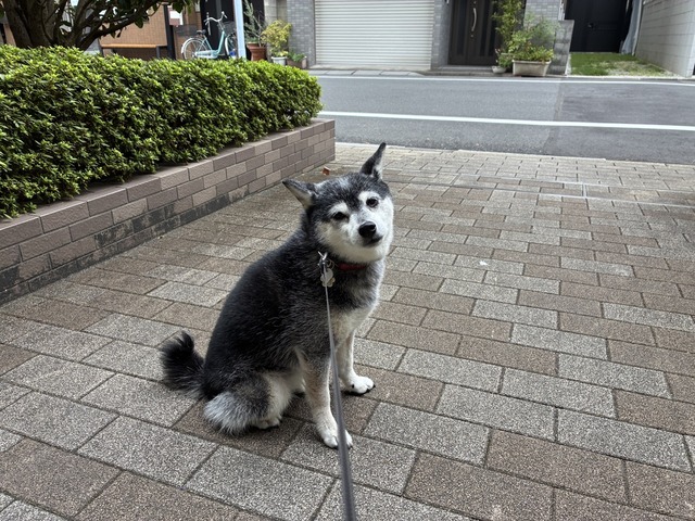 88305C9D-5385-4C82-A007-817C97E4625B_1_105_c