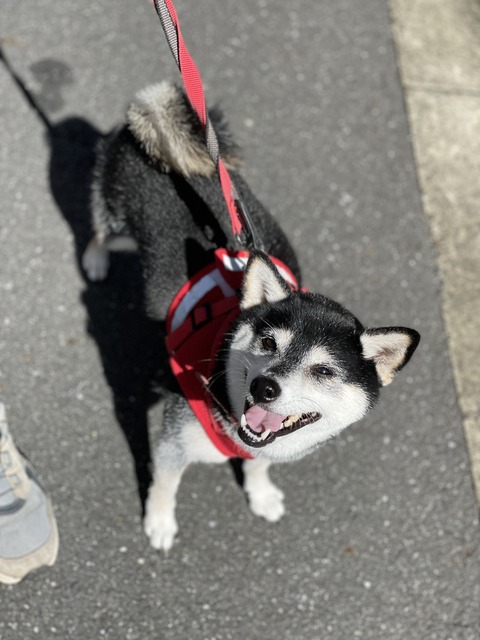 秋晴れの鳥からランチと豚しゃぶ