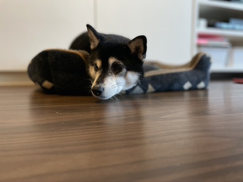 4343A65E-8754-4F14-A91D-5D2B19F64133_1_105_c