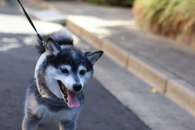 66AA0FF8-85B8-445F-A2DA-E245B873EB91