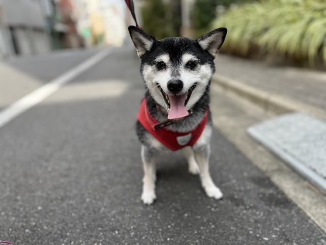 歳末のアジコロ定食と麻婆豆腐