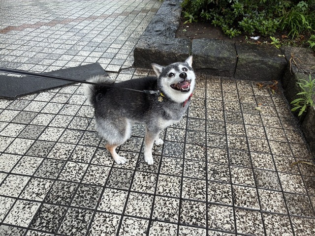 650502A3-ED9B-4915-9E9D-0A1011934227_1_105_c