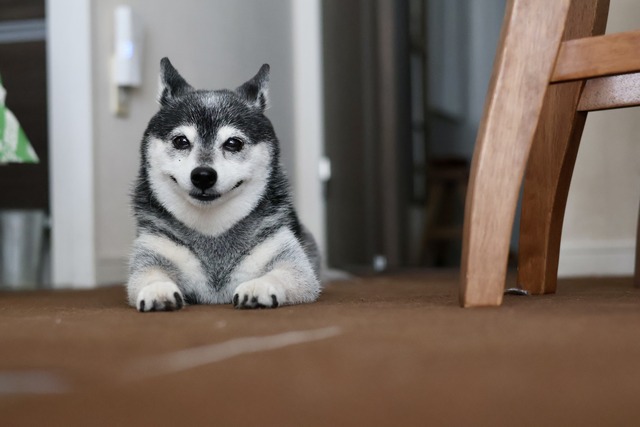記録的猛暑の納豆ランチと鮭西京焼き