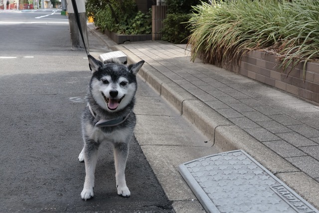 8C99398B-FF5F-4912-94B3-AADA17628FF4_1_201_a