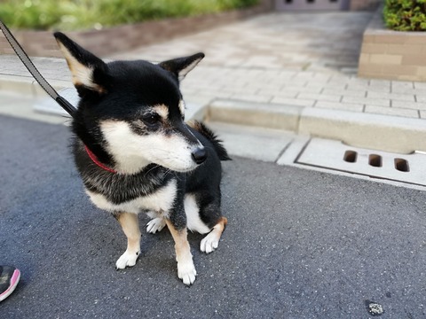憂国忌の犬神家の一族と魚浜の宴
