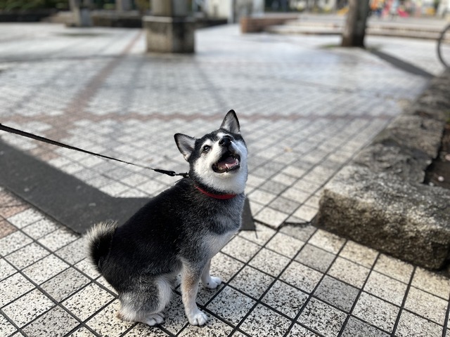 260C64CA-1177-45B5-BA0B-03C34146B142_1_105_c