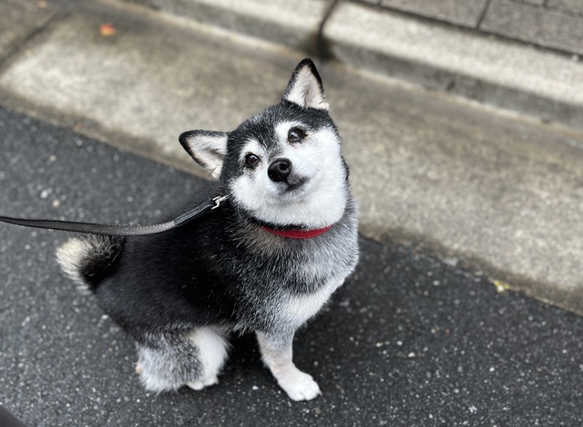 師走後半のヤリイカ明太パスタと極上ヒレカツ定食