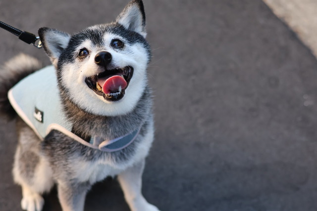 連暑のチキンカレーと「スーパーマン」と東京寿司