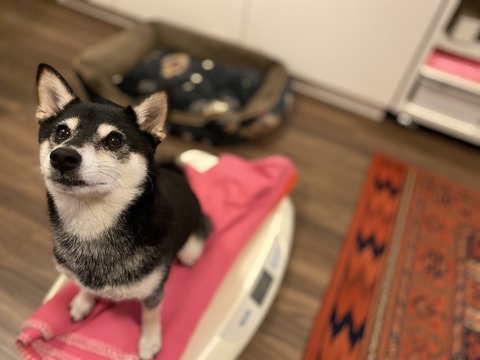 吉牛ランチと鯛のムニエルと革ジャン