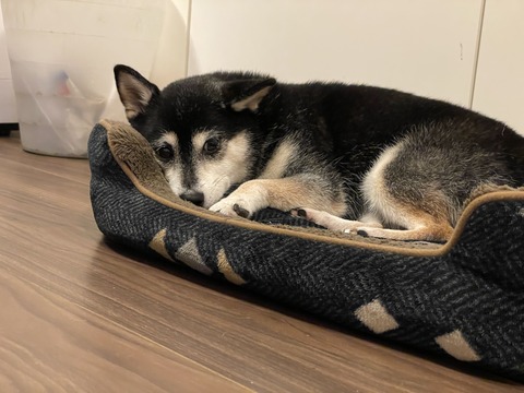 残暑の富士そばランチと松屋浅草惣菜