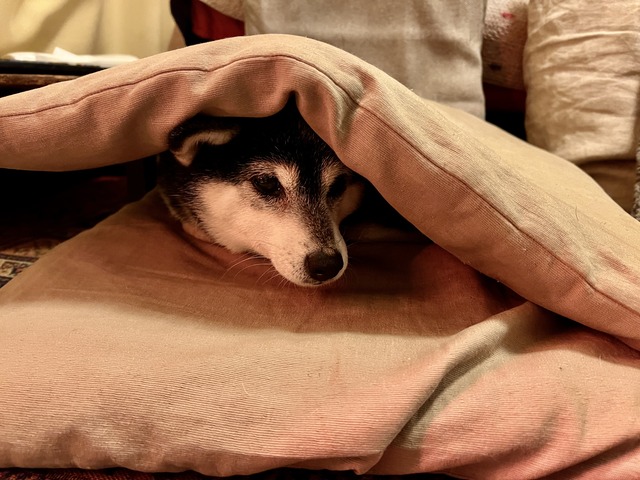 三連休中日の焼き鮭ランチとABBAと松屋浅草惣菜