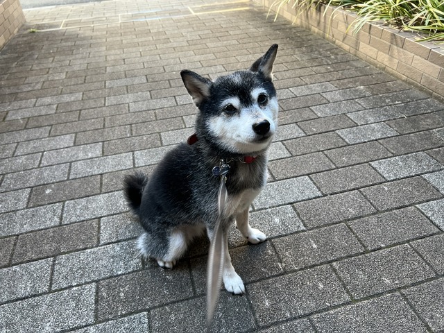 64F63B0A-F7C2-429D-BC00-09F4FCCFC760_1_105_c