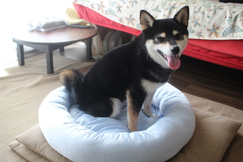 無印かしわめしとZARAセールとニトリのペットベッド