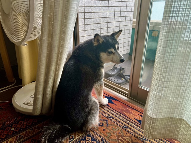 F4139A49-6BFE-4055-9454-4A54B04A7C67_1_105_c