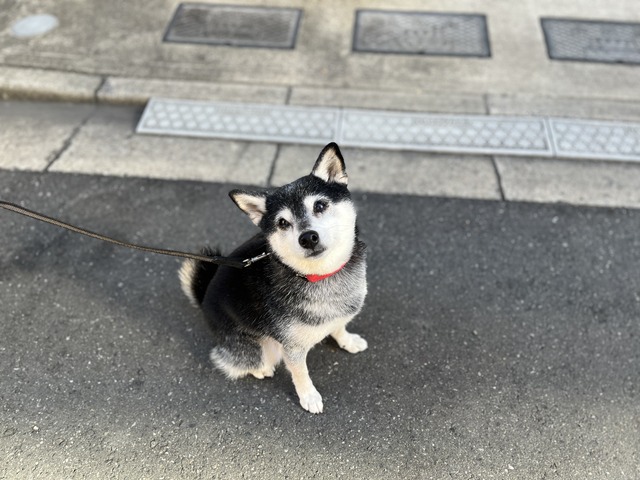 E8C021FB-1E11-420D-892E-AF6CF9F444C1_1_201_a