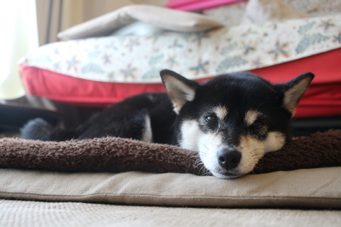 小糠雨の太麺焼きそばと森鴎外の健康診断