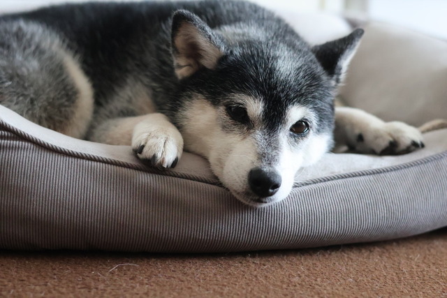 E8B79218-1A74-46CF-BE25-ADFCFDDF809E_1_105_c