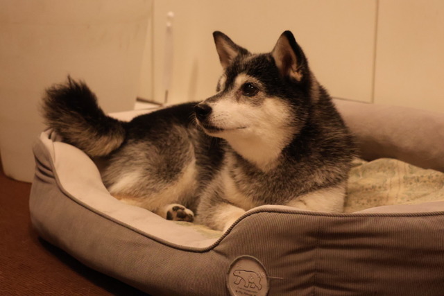 盆送り火のアラビアータと白滝豚肉巻き