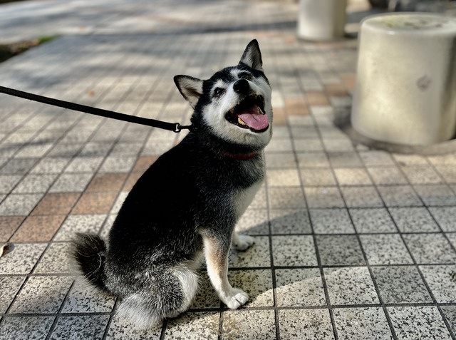 春空の無印ごはんとグリーンブックと中華そば